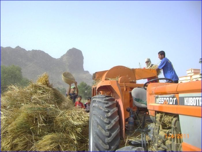 حصاد القمح في بلدة العارض لعام 1432هـ بتاريخ 1-4-2011م