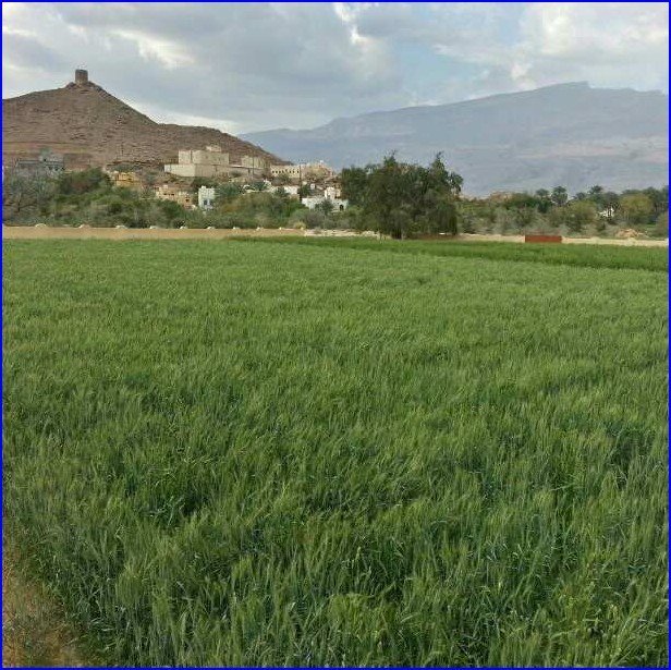 مناظر طبيعية لبلدة العارض